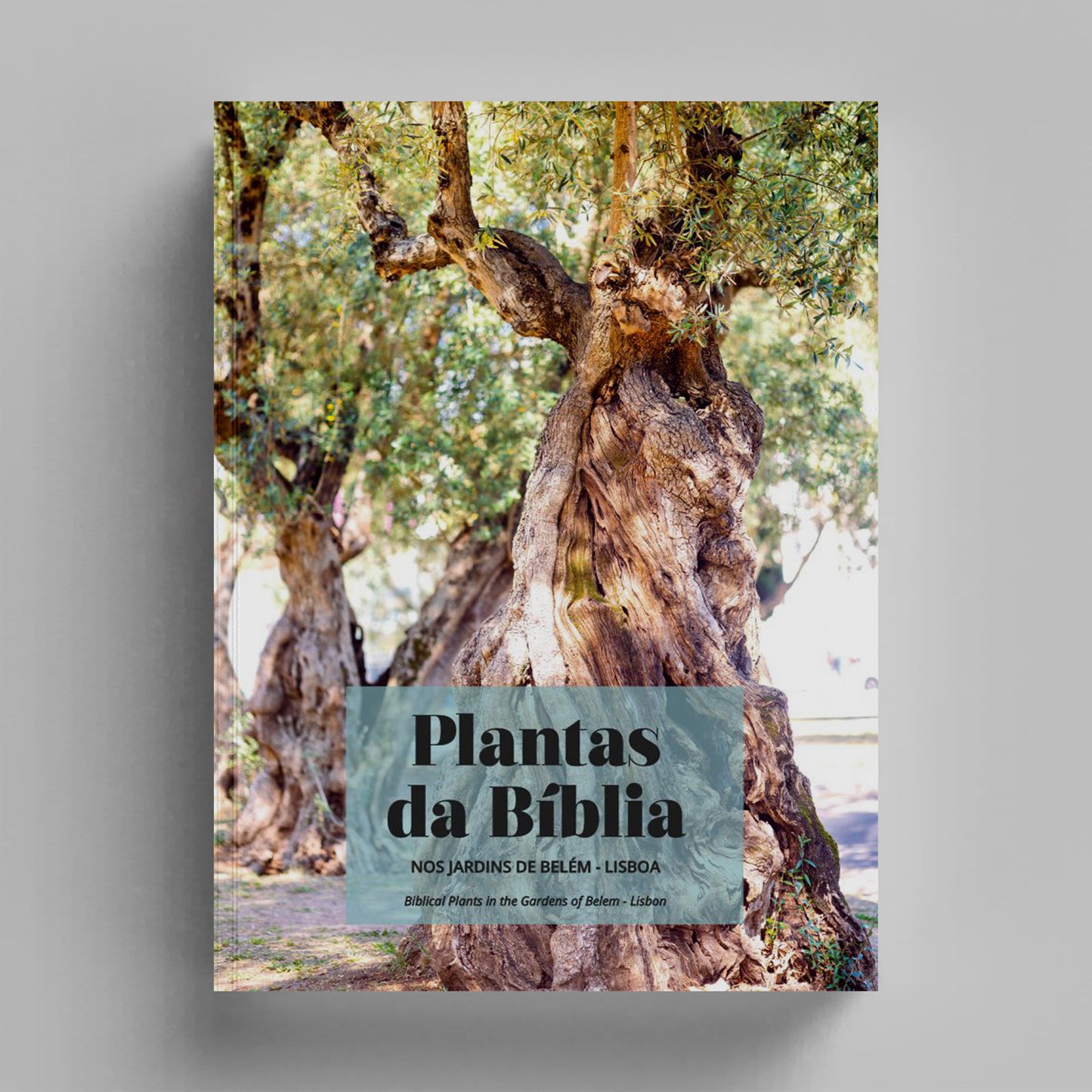 Plantas da Bíblia nos Jardins de Belém – Lisboa / Biblical Plants in the Garden of Belem – Lisbon